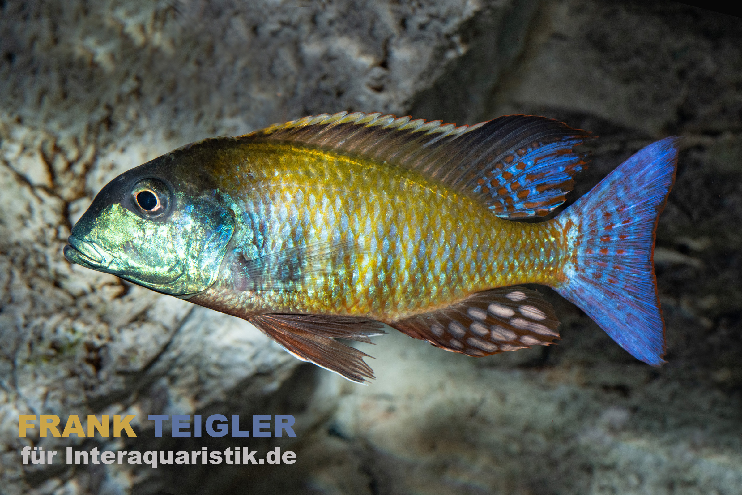 Bunter Cichlide, Seitenansicht Farbiger Cichlide mit blauem Schwanz im Aquarium